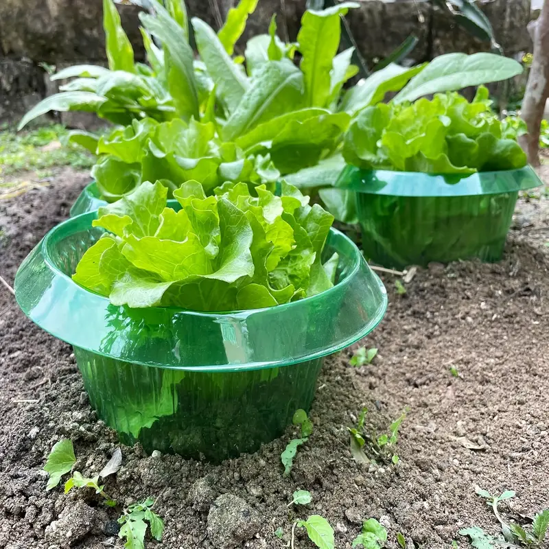Plantas slug proteção anéis le - Gardening Tools Vegetables avaliação e preço