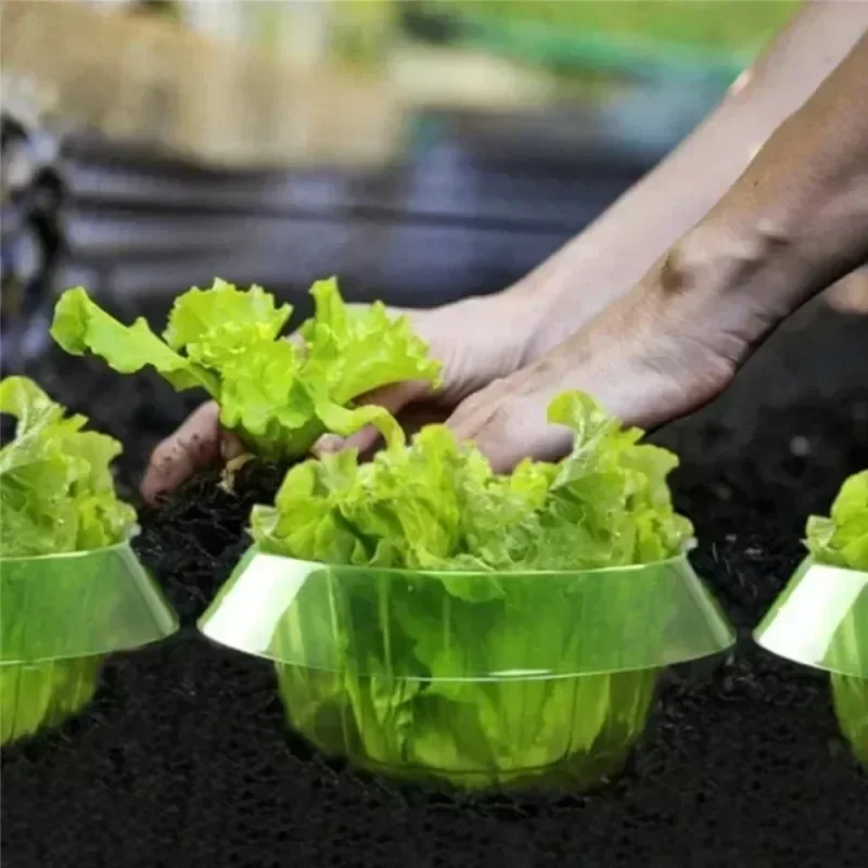 Plantas slug proteção anéis le - Gardening Tools Vegetables avaliação e preço